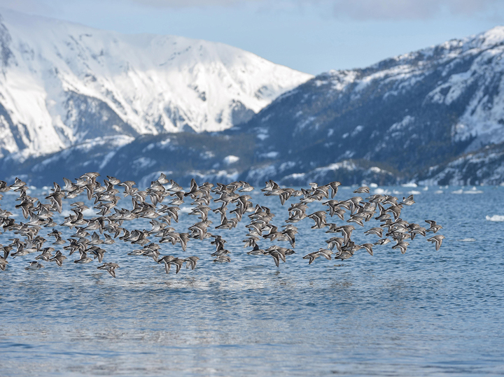 Большая часть США продана за копейки