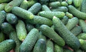 Цены взлетели по самые помидоры: огурцы и томаты остаются лидерами роста на прилавках