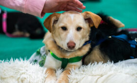 Доказано существование связи между собаками и людьми уже более 15 тысяч лет назад