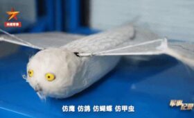 На крыльях будущего: Китай переводит свои БПЛА с пропеллеров на бионику, копируя ястребов