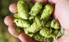 Найдено природное средство для снижения плохого холестерина