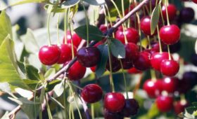 Названа ягода против бессонницы