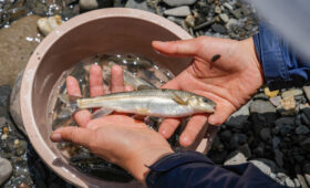 Пресноводная рыба стала вымирать быстрее прогнозов: популяция сократилась на 80 процентов