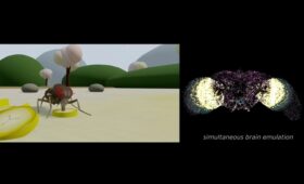 Разум клонирован: мозг мертвой мухи заставили управлять виртуальным насекомым