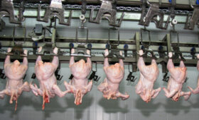 Россия может утратить статус лидера по самой дешевой курятине в странах G20