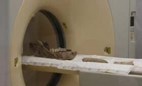 Сибирские ученые исследовали челюсти шерстистых носорогов на компьютерном томографе