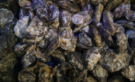 Тихоокеанские мидии помогут улучшить действенность антибиотиков