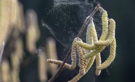 Врач-аллерголог рассказал, как пережить цветение орешника