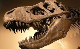 Вросший в череп зуб тираннозавра раскрыл тайну охоты древнего хищника