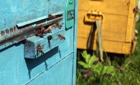 Доказана способность насекомых считать: реагируют на количество форм