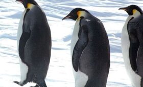 Императорские пингвины признаны вымирающим видом: лед тает быстрее