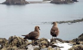 Исследователи случайно наткнулись на секретный остров в “опасной зоне”