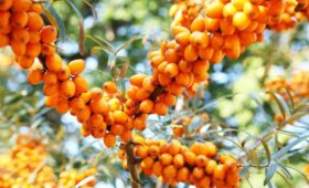 Известная ягода снижает уровень сахара в крови