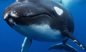 Кашалоты «разговаривают» гласными: лингвисты нашли в океане ближайший аналог человеческого языка