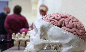 Лицемерие назвали причиной сбоя коммуникации в головном мозге