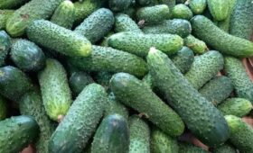 По цене огурцов Россия вошла в девятку сильнейших: 217 — за килограмм