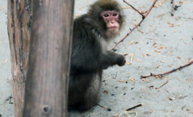 Россия готовится вновь отправлять в космос обезьян