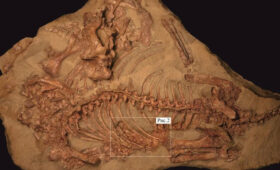 Российские ученые выяснили, чем питались вяткозухи