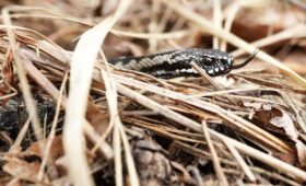 Сезон змей открыт: врачи объяснили, как выжить при укусе