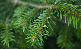 Сибирские ученые разработали препарат из ели, препятствующий свертыванию крови