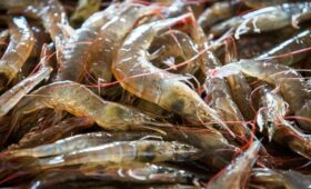 Ученые обнаружили вирус в рыбе, вызывающий слепоту у человека