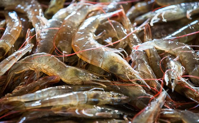 Ученые обнаружили вирус в рыбе, вызывающий слепоту у человека