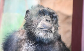 Ученые зафиксировали редчайшую «гражданскую войну» среди шимпанзе