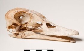 В птичьих черепах оказался ключ к разгадке жизни давно вымерших динозавров